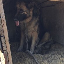 Yangın sırasında barakada bulunan hayvanlar kurtarıldı