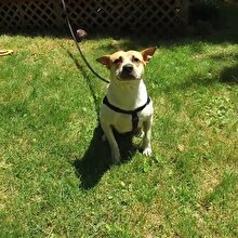 Drone tarafından tedirgin edilen inanılmaz tatlı köpek!