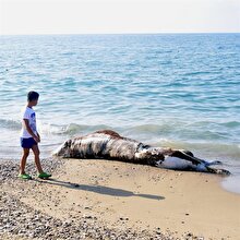 Antalya'da tatilcileri şaşkına çeviren görüntü: İnek ölüsü sahile vurdu