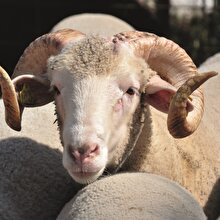 Kurban eti tüketirken dikkat etmeniz gerekenler!