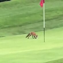 Kazanan doğa oluyor! Golf topunu çalan tilki kamerada
