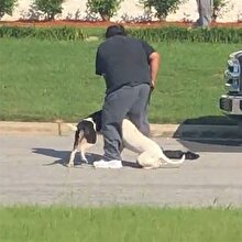 Küçük köpeğe acımasızca saldıran pitbullar