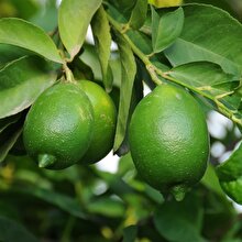 Limon fiyatları marketlerde 2,5 TL'ye kadar düşecek