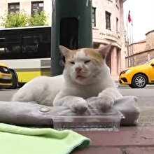 Mama masrafları için kedi dilendirmek