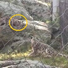 Oyun oynayan yavrusundan korkup havaya sıçrayan jaguar!