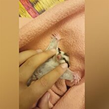 Masajın keyfini çıkaran sevimli kuskus