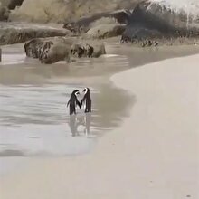 Sahilde el ele gezen romantik penguenler