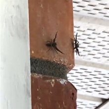Arachno böceklerinin inanılmaz boksu kamerada