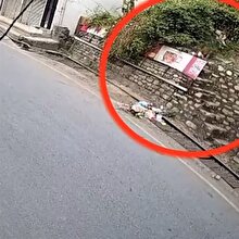 Gündüz vakti köpek avlayan leopar kamerada