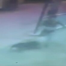 Pitbull vahşeti kamerada