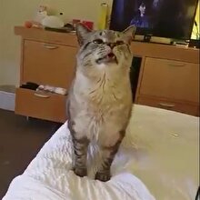 İnsan gibi hapşıran kedi