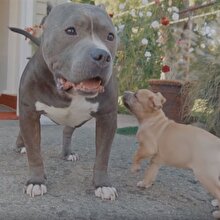 Amerikan pitbull, 8 haftalık yavruyla tanışıyor
