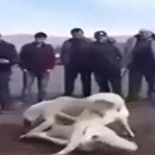 Köpekleri dövüştürüp çocuklara izlettirdiler