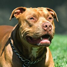 İzmir’de pitbull saldırısı: Yaşlı adam hayatının şokunu yaşadı