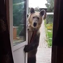 Rusya'da sıradan bir gün: Sahibini dışarı çağıran ayı!