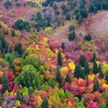 Utah Ogden Valley ormanının büyüleyici sonbahar renkleri