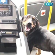 Yolunu kaybeden köpeğe otobüs şofürü sahip çıktı
