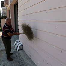 Mahalleyi 'yaprak kurt'ları istila etti