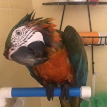 Banyo yapan papağanın sahibiyle kahkahaya boğan sohbeti