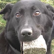 Yavruları ölen köpek ağzındaki taşı yavrusu sanıyor