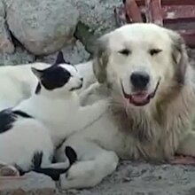 Kediden köpek dostuna masaj terapisi