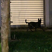 Başkonsolosluk bahçesine 'kadavra' köpeği getirildi