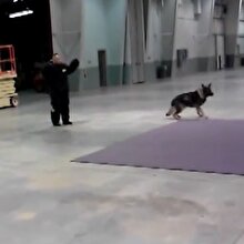 Hüsran! K9 polis köpeği eğitimde başarısız oluyor