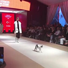 Modellere eşlik eden kedi defileye damga vurdu