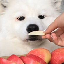 Leblebi gibi elma yiyen Eskimo köpeği
