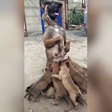 Anne köpek sıra dışı emzirme şekliyle fenomen oldu