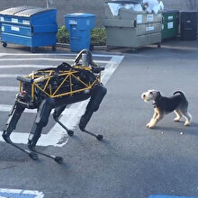 Fido'nun robot köpek Spot'a verdiği tepki