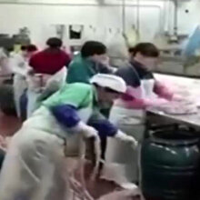 Farelerin cirit attığı restoranda mide bulandıran görüntüler