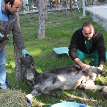 Yere düşen eşeğe kalkması için sopayla vurdu, kendini akıl almaz sözlerle savundu