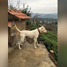 Eve yaklaşan yabancı köpeklere karşı Dogo Arjantin'in tepkisi