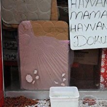 Yalova’da soğukta üşüyen kediye vurup battaniyesini çaldı