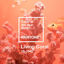 Pantone, 2019'un rengini açıkladı: Canlı mercan