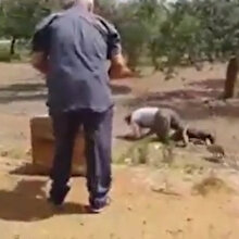 Kendisini sinirlendiren adamı nakavt eden tavşan