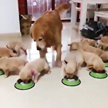 Yavrularının sayısından emin olmaya çalışan sevimli köpek