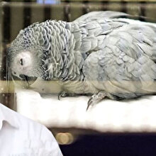 Murat Özdemir'in eziyet ettiği papağan hayatını kaybetti