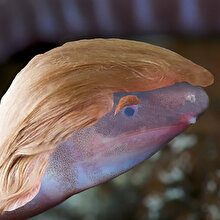 Başını kuma gömen canlıya 'Trump' adı verildi