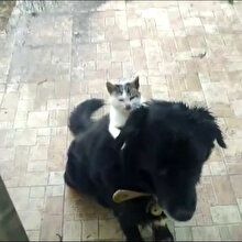 Köpeğin sırtında mama bekleyen kedi görenleri gülümsetti