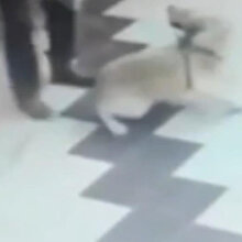 Önce köpeğe tekme attı, sonra sopa ile saldırdı