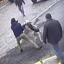 Pitbull saldırısına uğrayan sokak köpeği yaşam mücadelesi veriyor