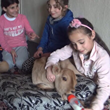 Minik buzağıyı kucağında sallayıp, biberonla besliyor