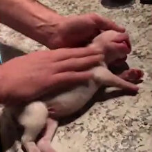 Emzirilirken kalbi duran yavru köpeği kalp masajı ile hayata döndürdü