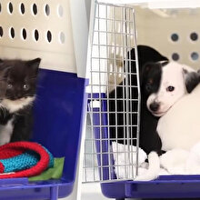 Hayatlarında ilk kez köpeklerle tanışan yavru kediler