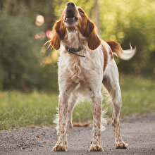 Fransa'da bir belediye başkanı köpeklerin havlamasını yasakladı