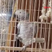 Şivesiyle ilgi odağı olan papağan: Paşa