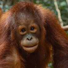 Üzerine 74 tüfek saçması isabet eden 'Orangutan' kurtuldu