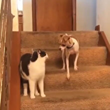 Köpeğin ayarlarını bozan kedi